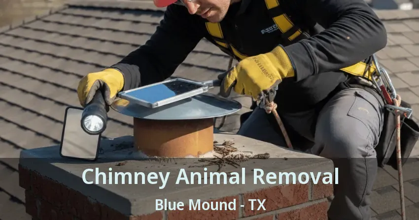 Chimney Animal Removal Blue Mound - TX Chimney Animal Removal Blue Mound - TX